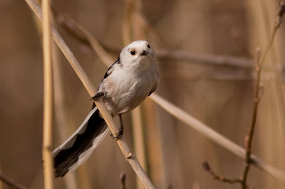 Long-tailed Tit - Stjrtmes