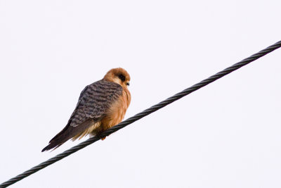 Red-footed Falcon - Aftonfalk