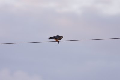 Red-footed Falcon - Aftonfalk