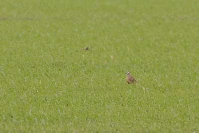 Eurasian Dotterel - Fjllpipare