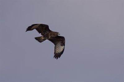 Common Buzzard - Ormvrk