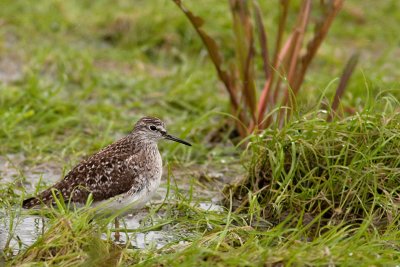 Wood Sandpiper - Grnbena