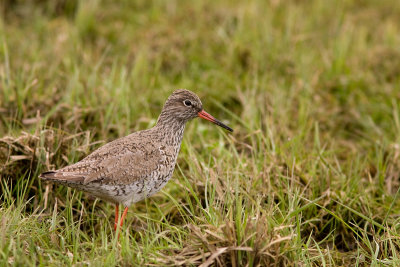 Common Redshank - Rdbena