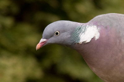 Commpn Wood Pigeon - Ringduva