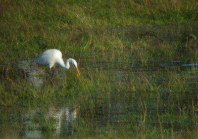 Great Egret - gretthger