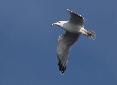 Herring Gull - Grtrut