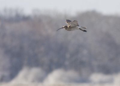 Eurasian Curlew - Storpspov