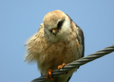 Red-footed Falcon - Aftonfalk