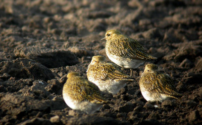 European Golden Plover - Ljungpipare