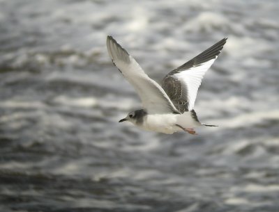 Sabine's Gull - Trnms