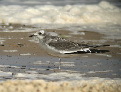 Sabine's Gull - Trnms