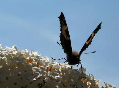 Small Tortoiseshell - Nsselfjril