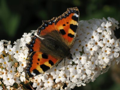  Small Tortoiseshell - Nsselfjril