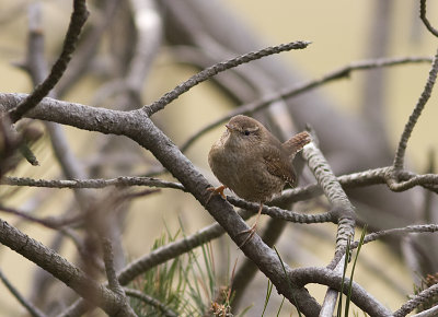 Winter Wren - Grdsmyg