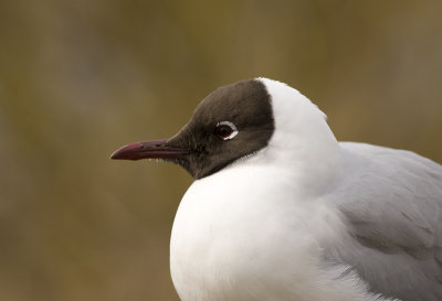 Black-headed Gull - Skrattms