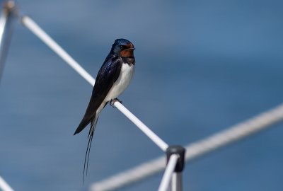 Barn Swallow - Ladusvala