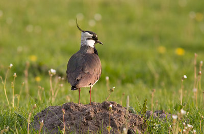 Northern Lapwing - Tofsvipa
