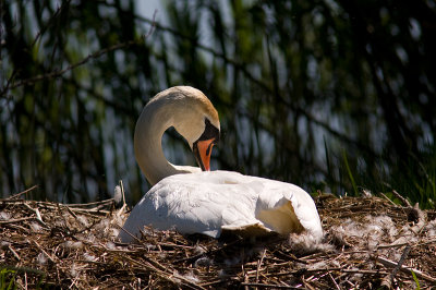 Mute Swan - Knlsvan