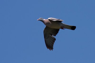 Common Wood Pigeon - Ringduva