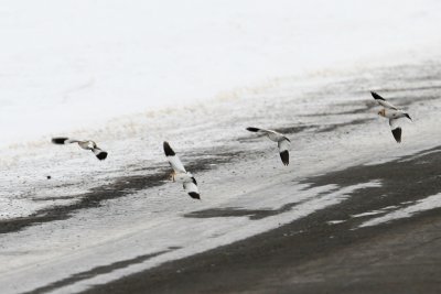 Vol en formation Escadrille des SnowBirds