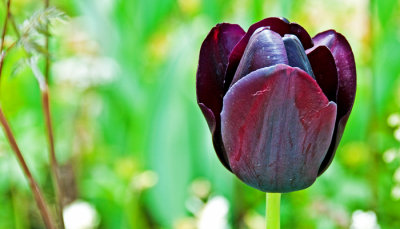 Tulipe (presque) noire
