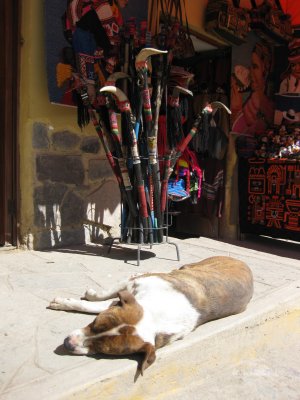 Dogs of Ollantaytambo
