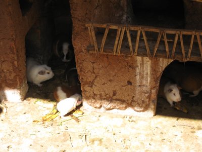 Guinea pig farm