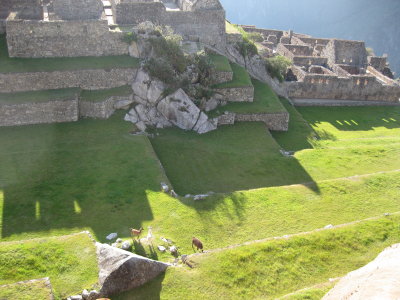 Machu Picchu