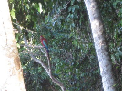 Red-green macaw