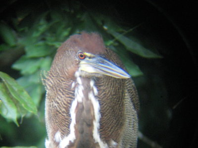 Rufescent Tiger Heron