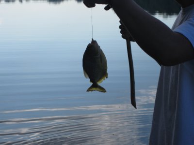 Fishing for Piranha