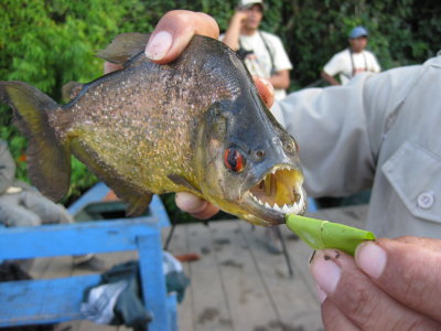 Piranha!