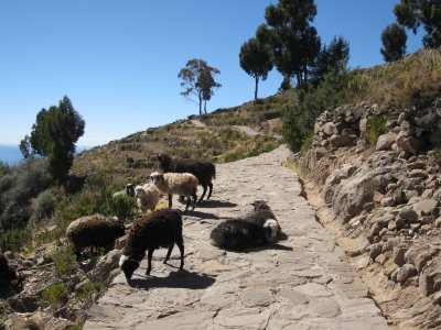 Sheep on Isla Taquile