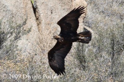 Golden Eagle