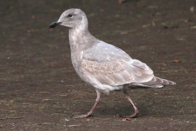 Gull 2