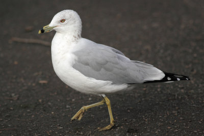 Gull 4