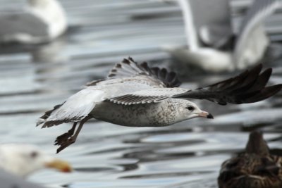 Gull 5