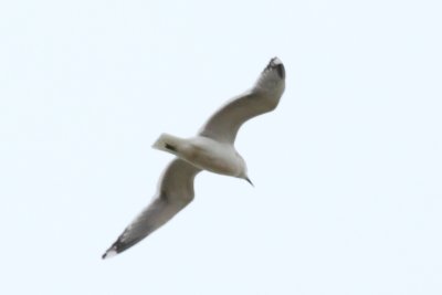 Gull 6