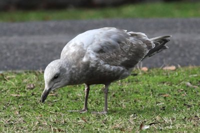 Gull 7