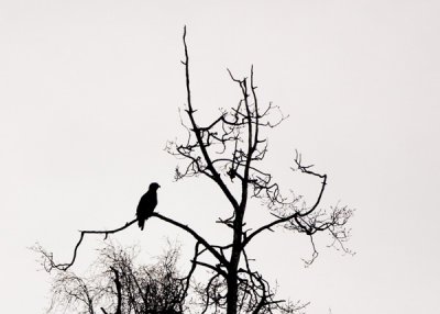Eagle Silhouette