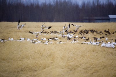 First Geese of Spring 2009 003