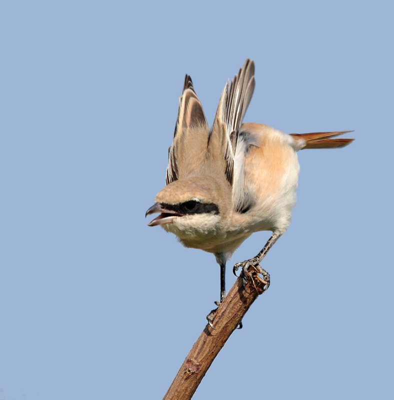 Isabelline Shrike