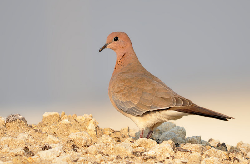 Laughing Dove