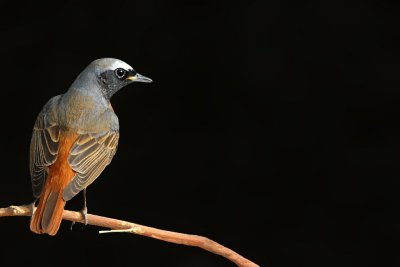  Redstart Male