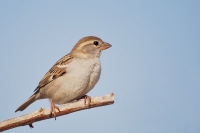 Female Sparrow