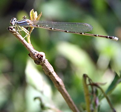 Orange Bluet (Female)
