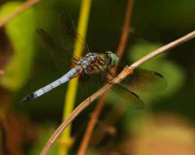 Blue Dasher (Male)