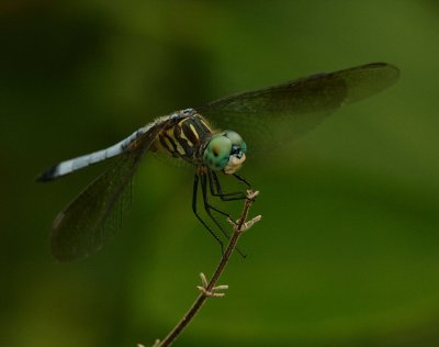 Blue Dasher (Male)