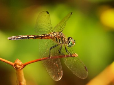 Blue Dasher (Female)
