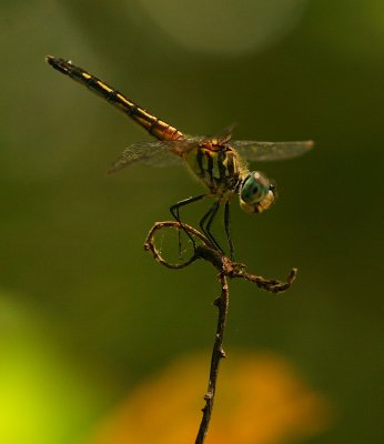 Blue Dasher (Female)